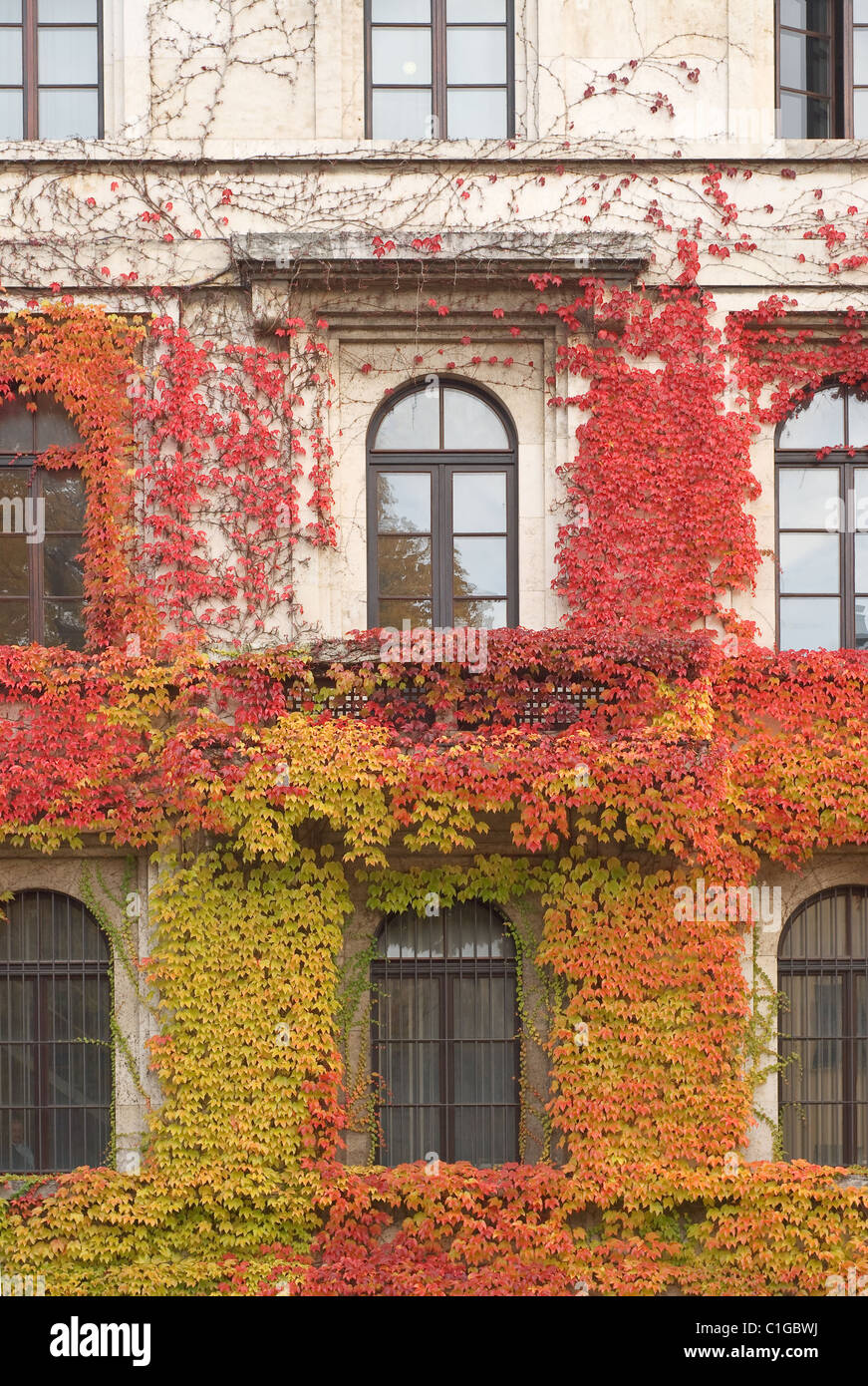 Climbing Vines of Ivy on a House Stock Photo