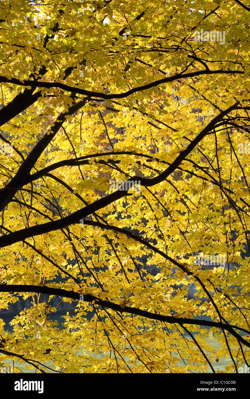 Foliage forest hi-res stock photography and images - Alamy