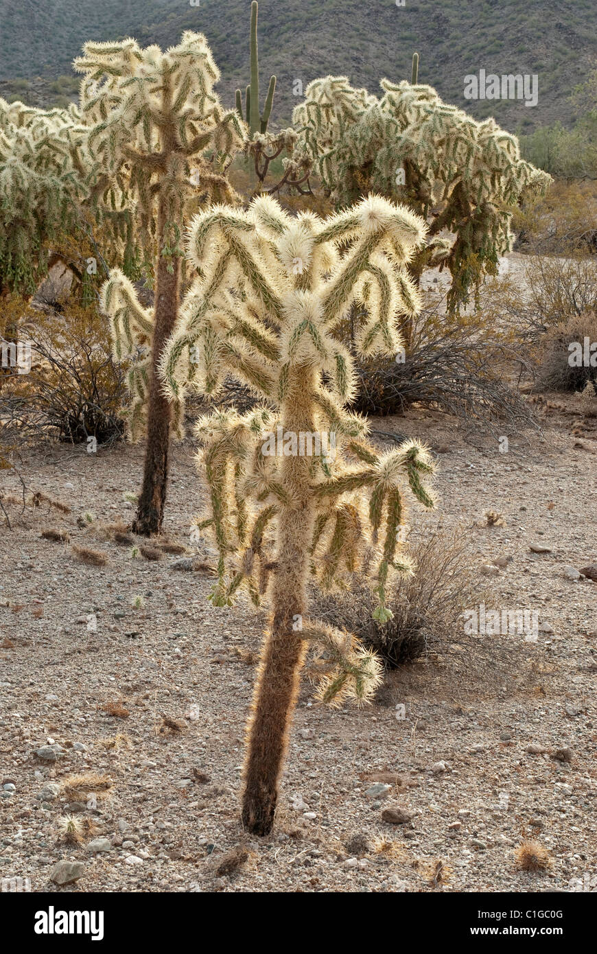 Thorny chain fruit chollas in South Maricopa Mountains Wilderness at ...