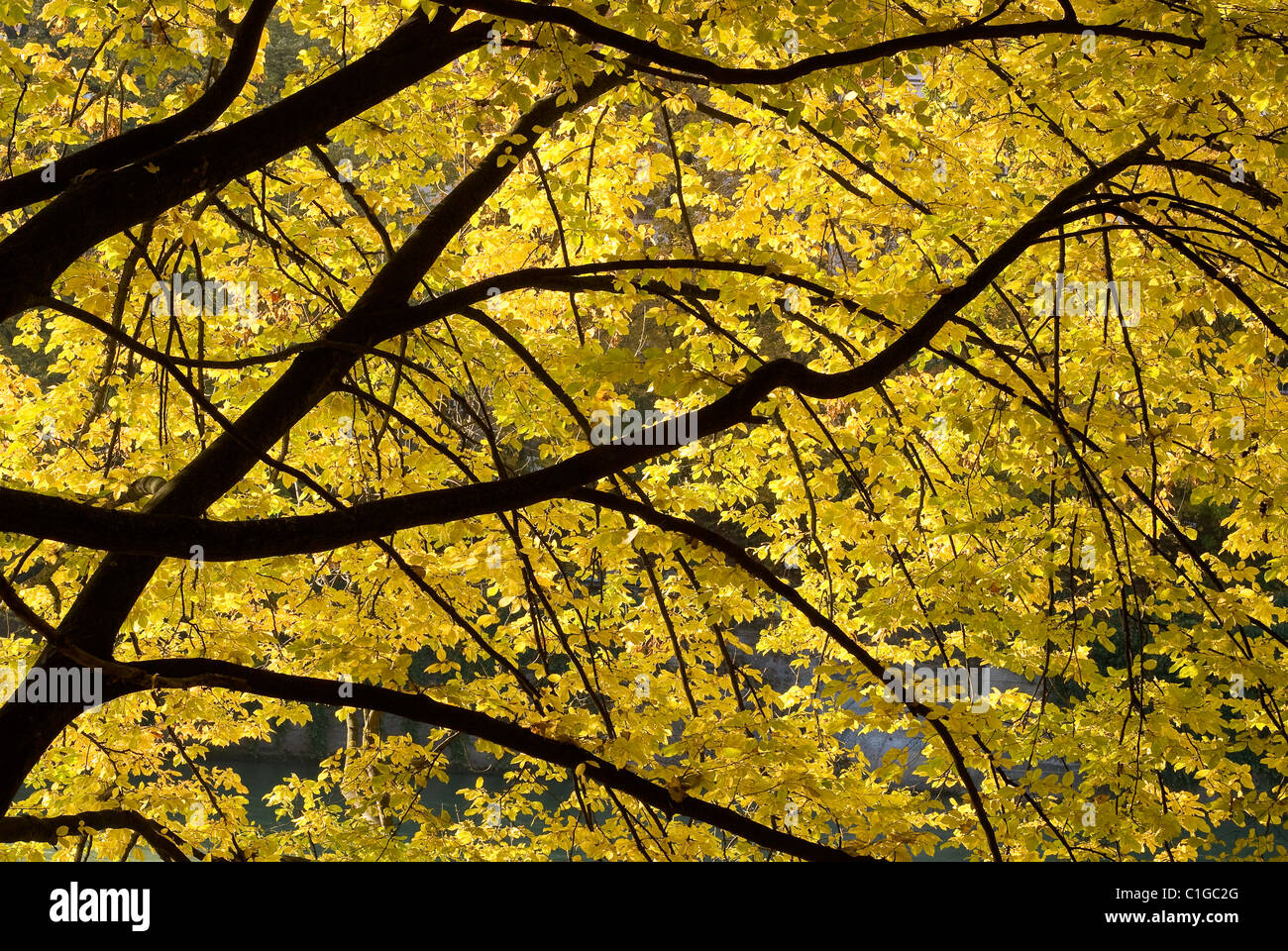 Foliage forest hi-res stock photography and images - Alamy
