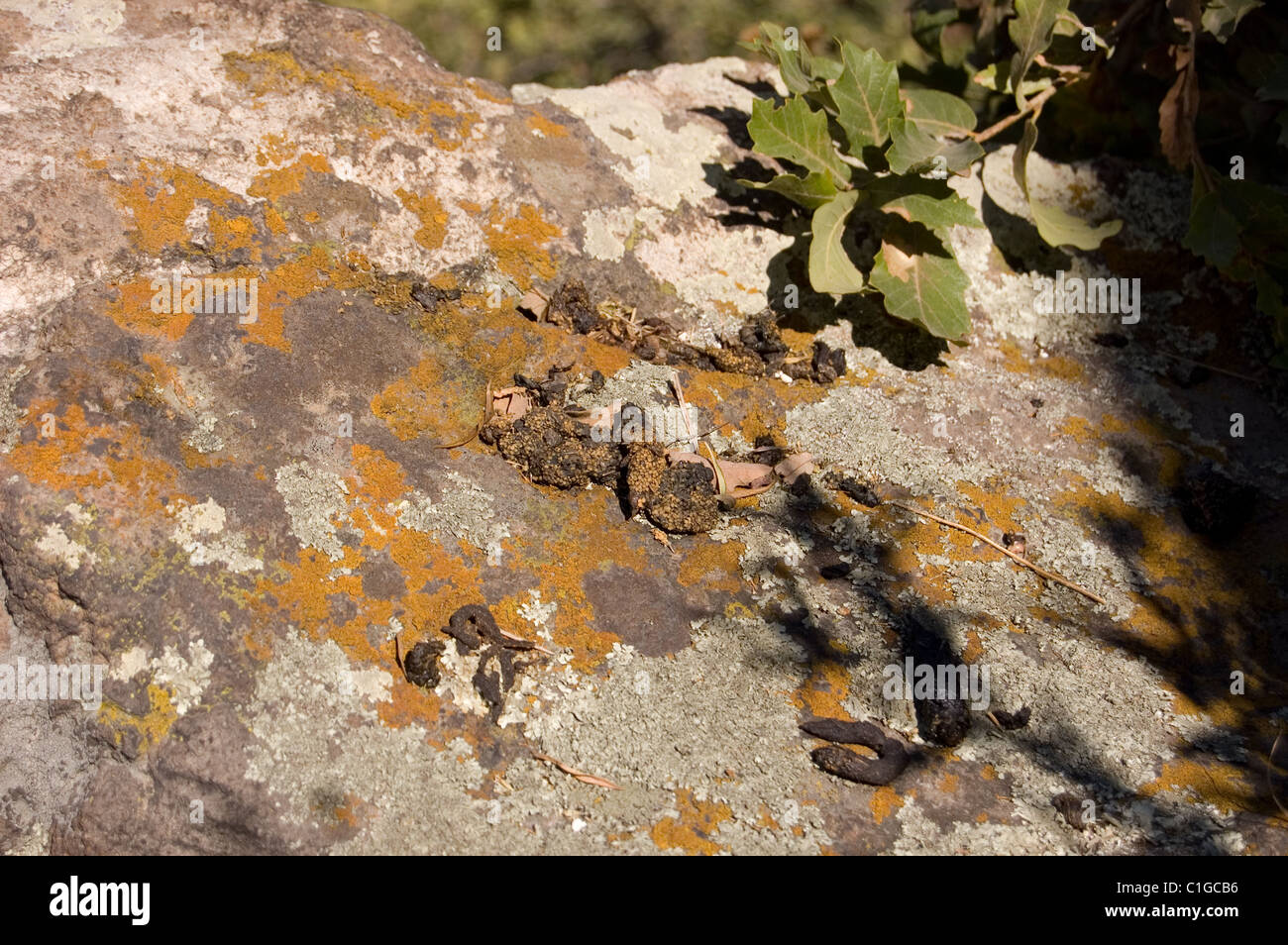 Tlacuache (a Mexican marsupial) excrement filled with cactus seeds over a rock with lichen in Mexico Stock Photo