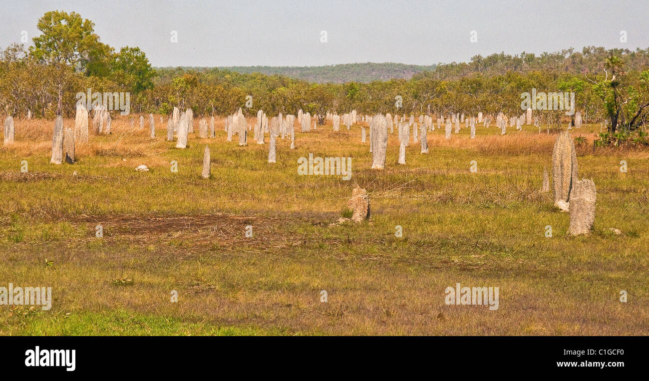 termite mounds in northern territory, australia Stock Photo