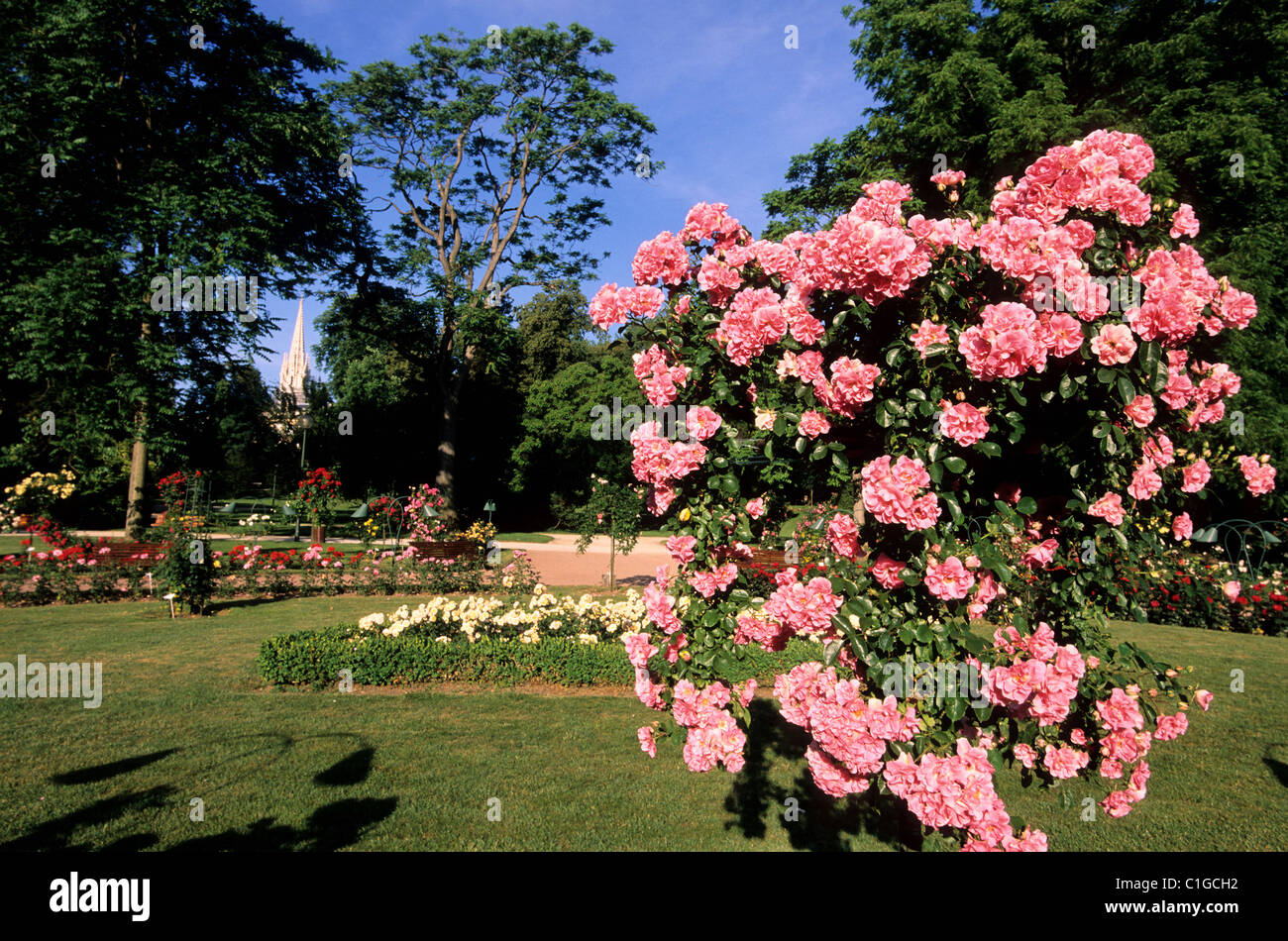 France, Meurthe et Moselle, Nancy, the rose garden of the Pepiniere park Stock Photo