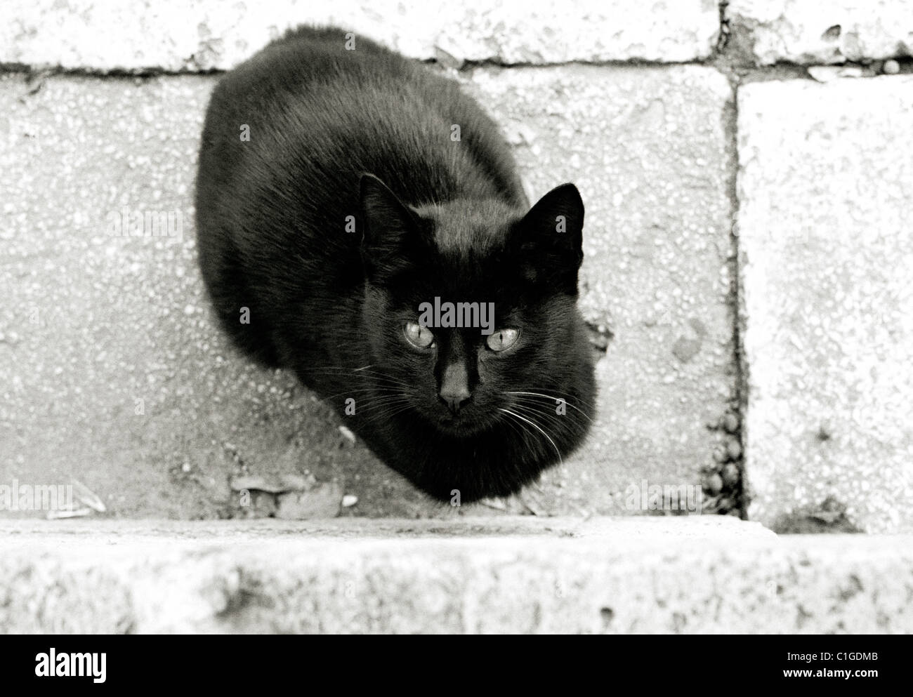 Documentary Photography - Black cat in Istanbul in Turkey in Middle East Asia. Cats Animal Animals Feline Stock Photo