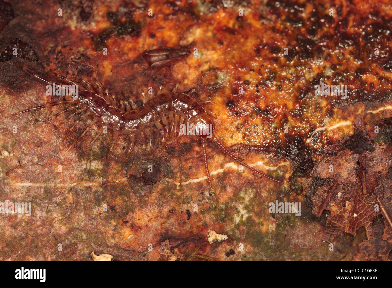 common centipede