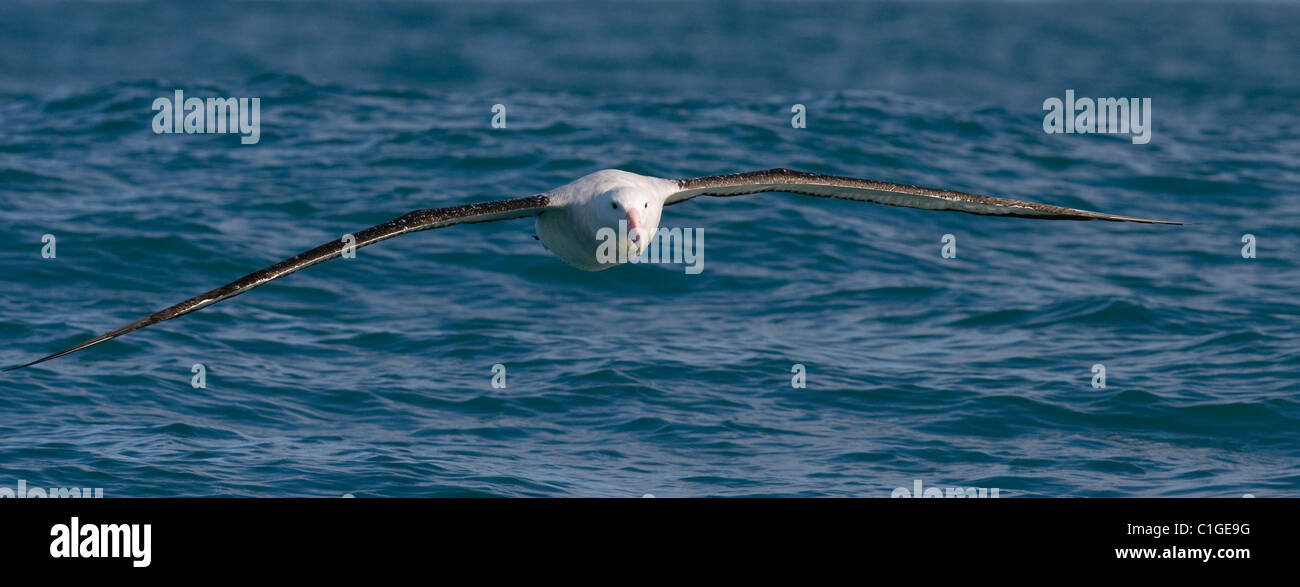 Gibsons wandering albatross hi-res stock photography and images - Alamy