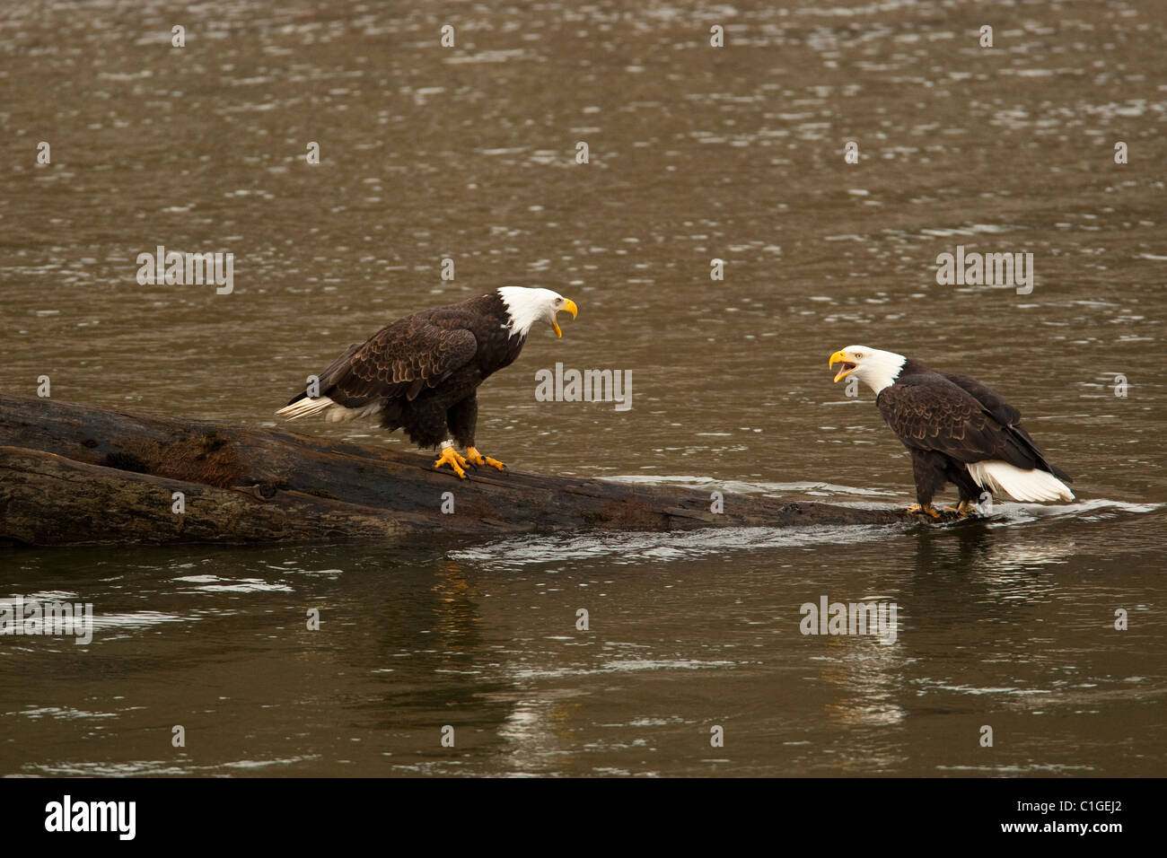 Bald Eagles watching for salmon in Squamish, BC during the annual salmon run. Stock Photo