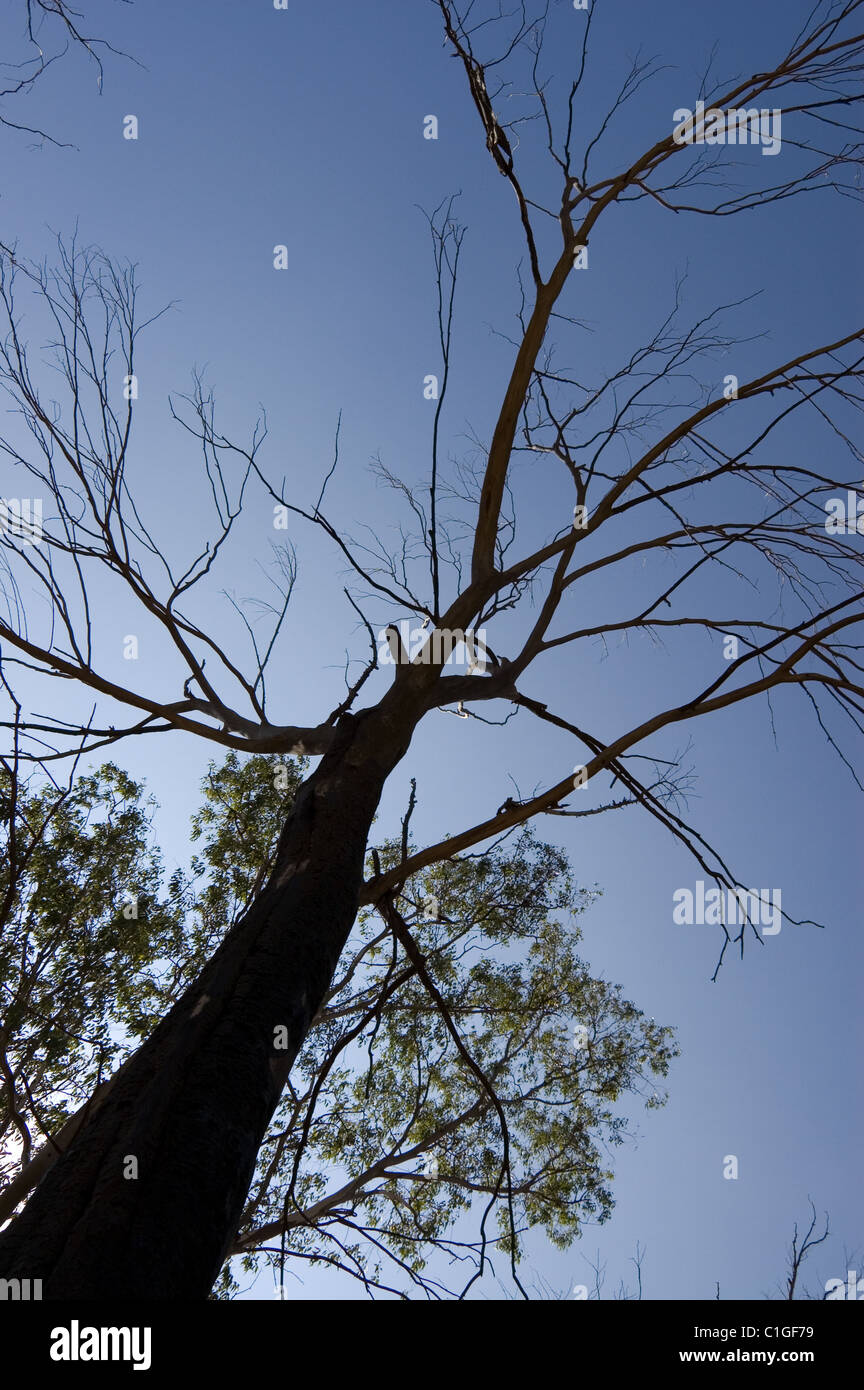 Leafless tree hi-res stock photography and images - Alamy
