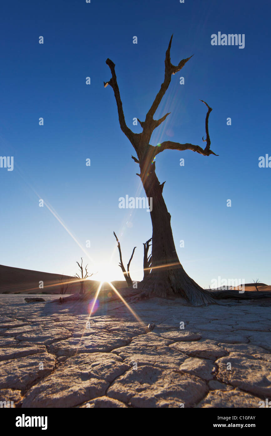 Dead Acacia tree in silhouette Sossusvlei in the Namib desert. Namib-Naukluft N.P, Namibia Stock Photo