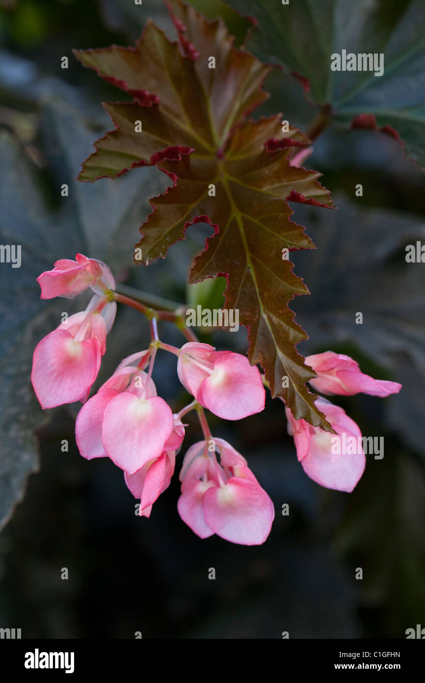 Begonia, irene nuss Stock Photo