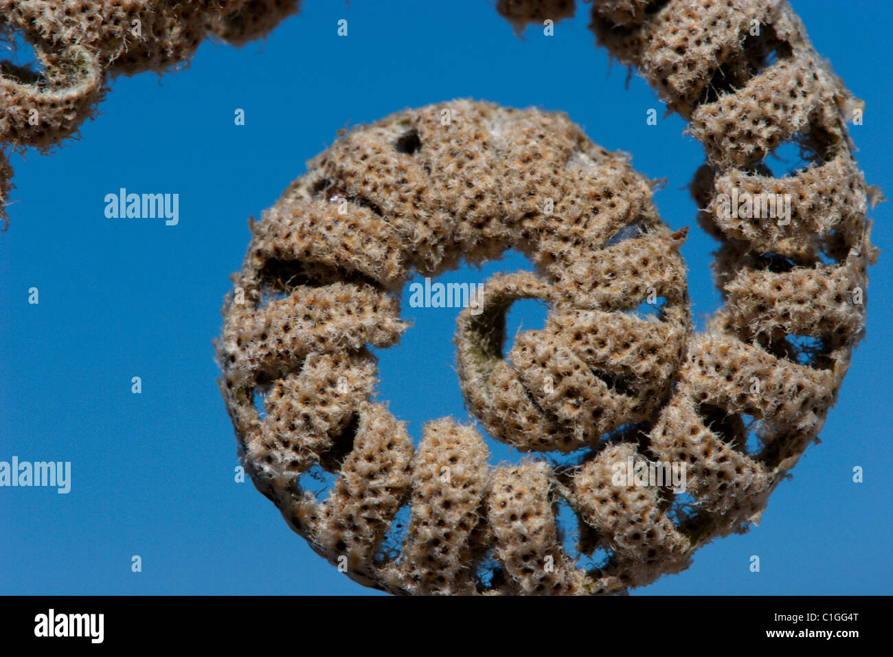 fern dry plant pattern in nature natural curl blue background Stock Photo