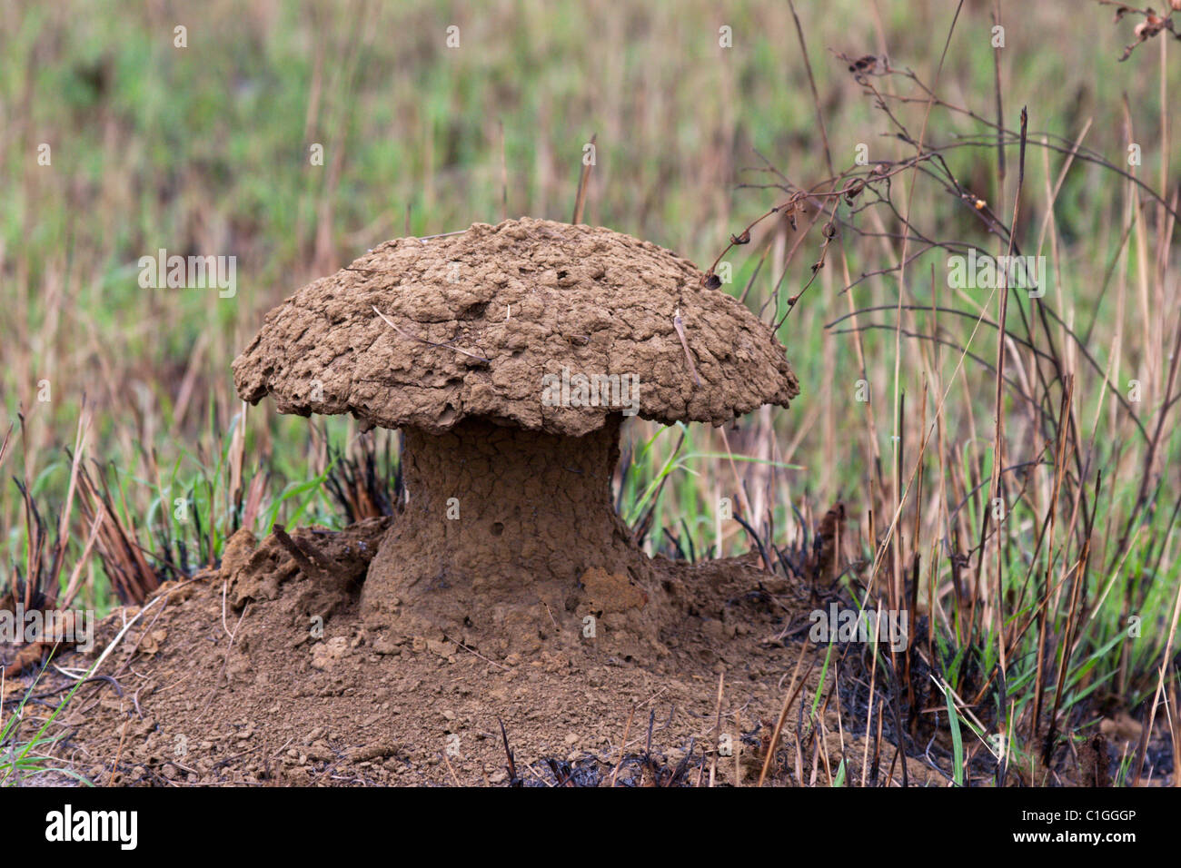 termite mound mushroom shape Gabon Africa Stock Photo