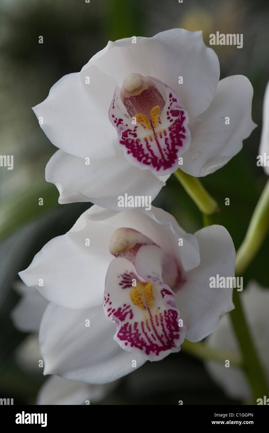 Orchid Cymbidium Dingwall Pearl Balkis Cooksbridge Stock Photo