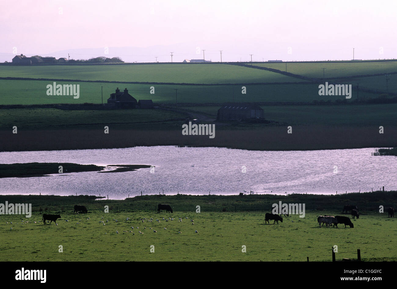 United Kingdom, Scotland, Orkney Islands, Mainland, farm and fields Stock Photo