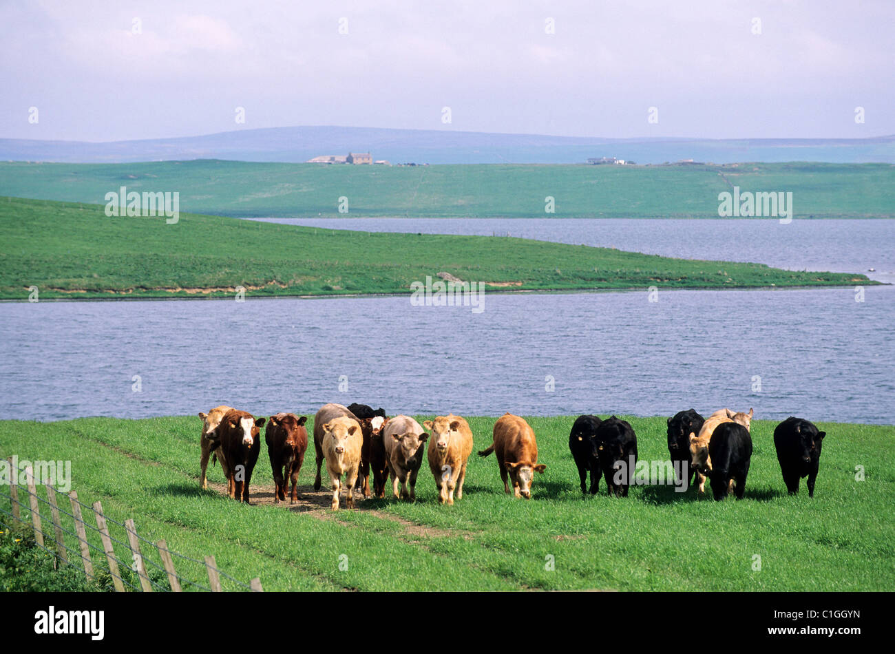 United Kingdom, Scotland, Orkney Islands, Mainland, cows in front of a loch Stock Photo