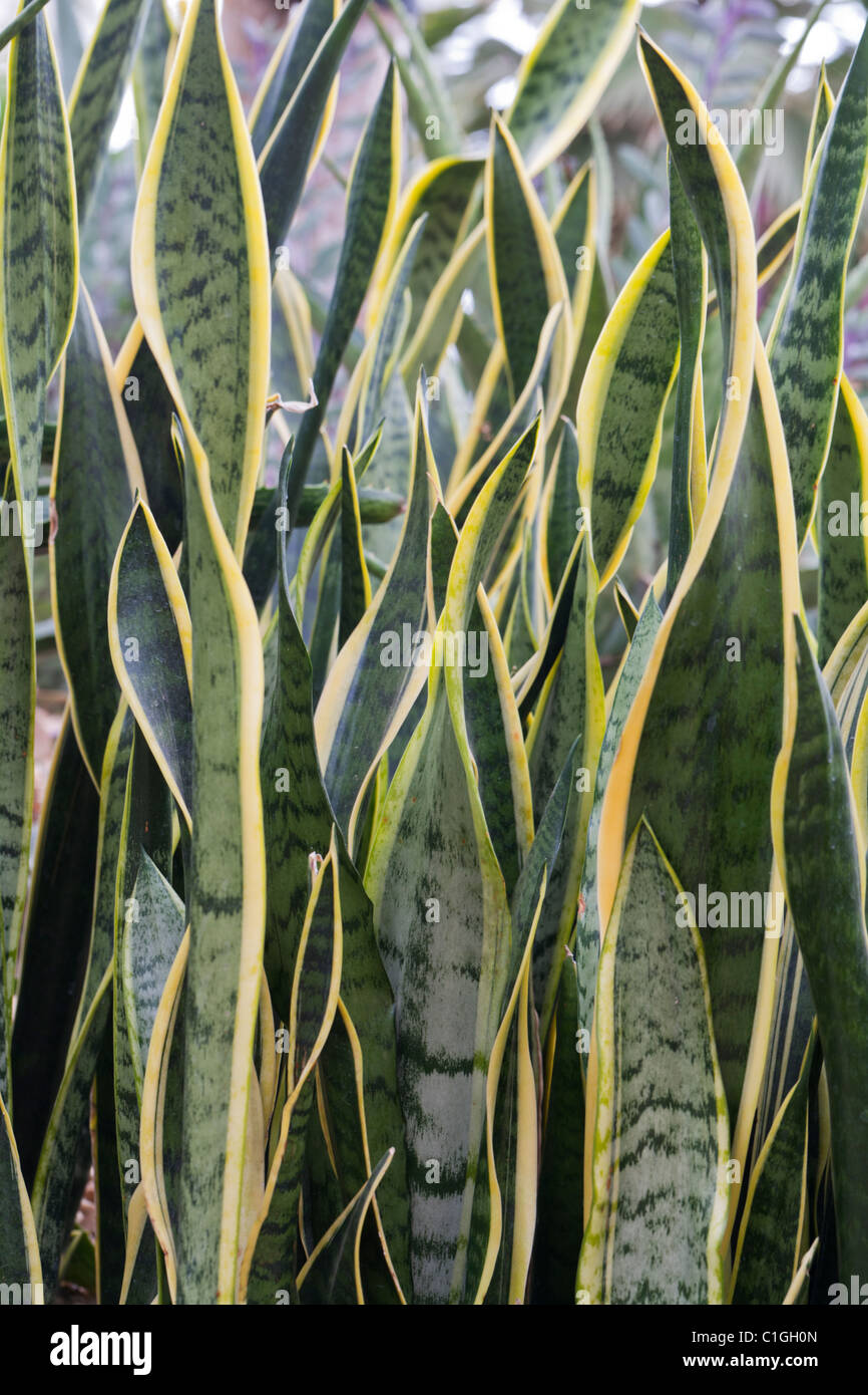 Sansevieria trifasciata Agavaceae Stock Photo