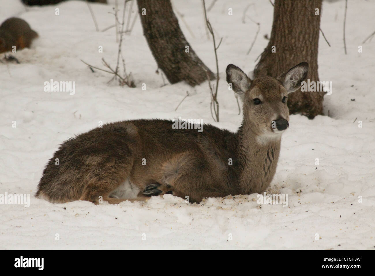 Deer laying hires stock photography and images Alamy