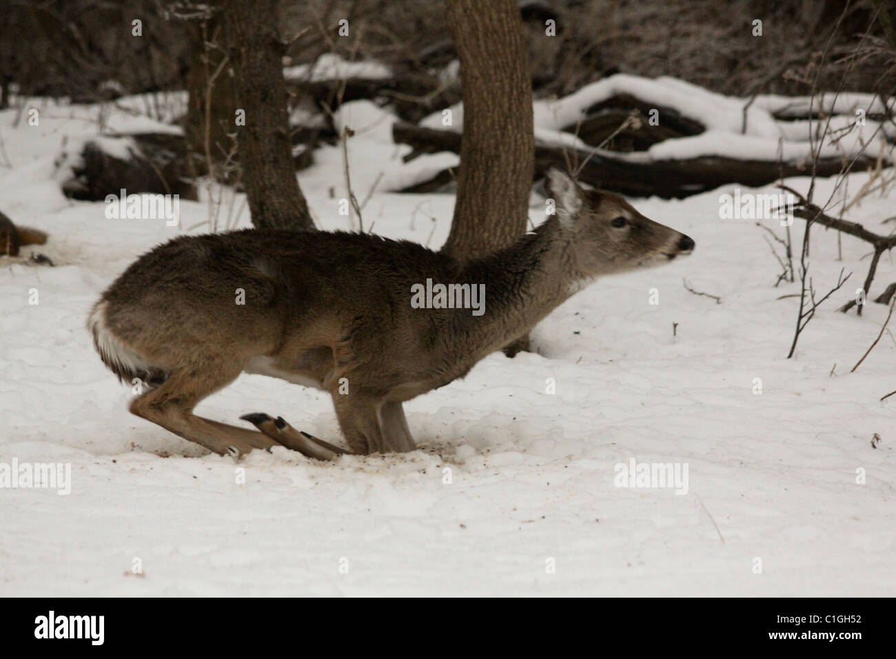 Deer laying down hires stock photography and images Alamy