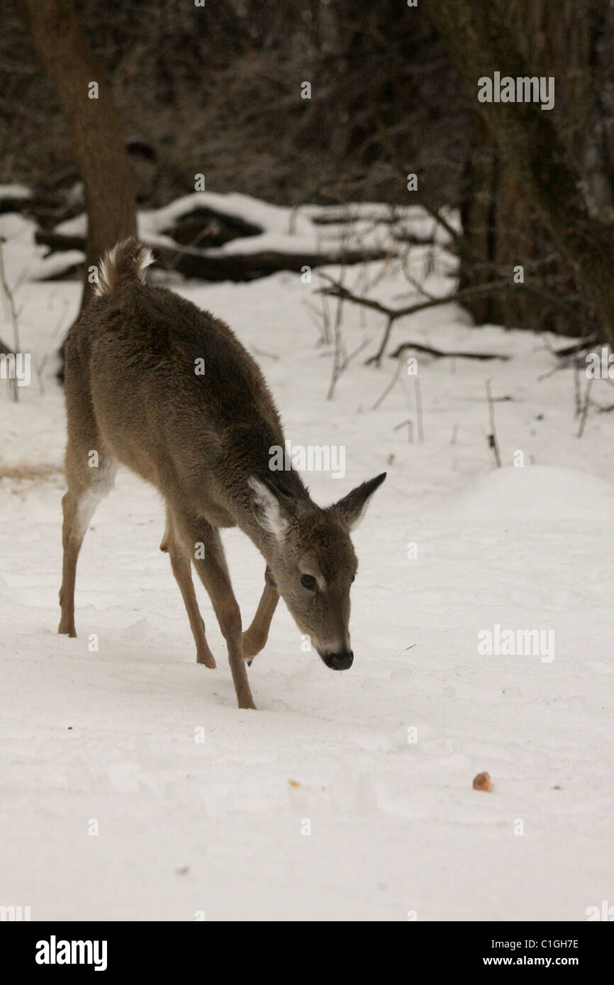 Deer eating corn hires stock photography and images Alamy