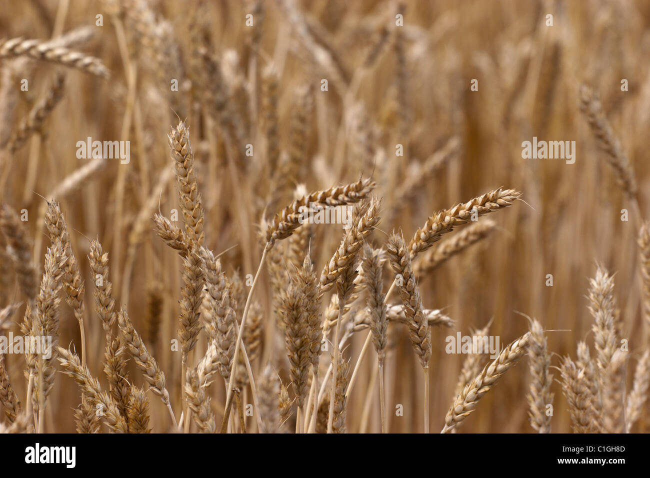 wheat field harvest golden grain cereal crop agriculture farming Stock Photo
