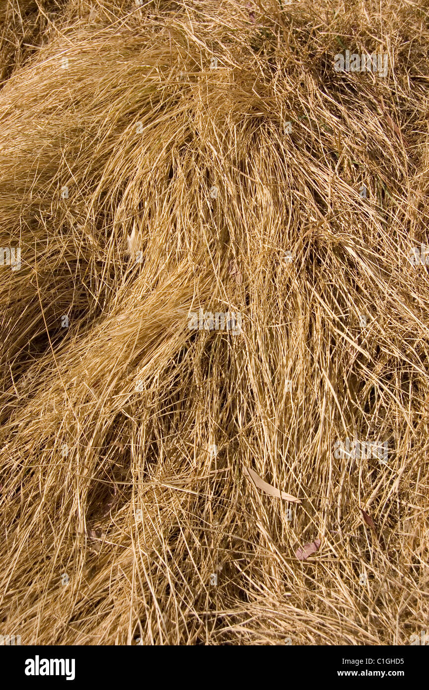 Dried grass during winter in a hill in central Mexico Stock Photo