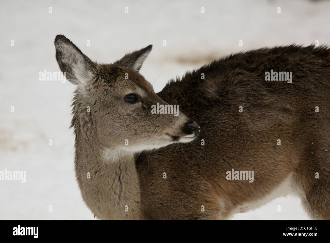 Alert White tail deer in winter with snow background Stock Photo - Alamy