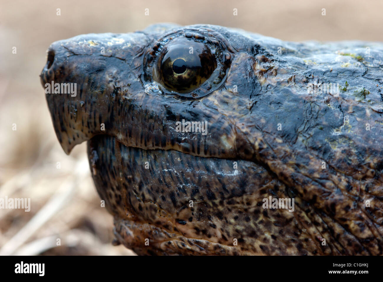 large snapping turtle reptile cold blooded close up macro portrait Stock Photo