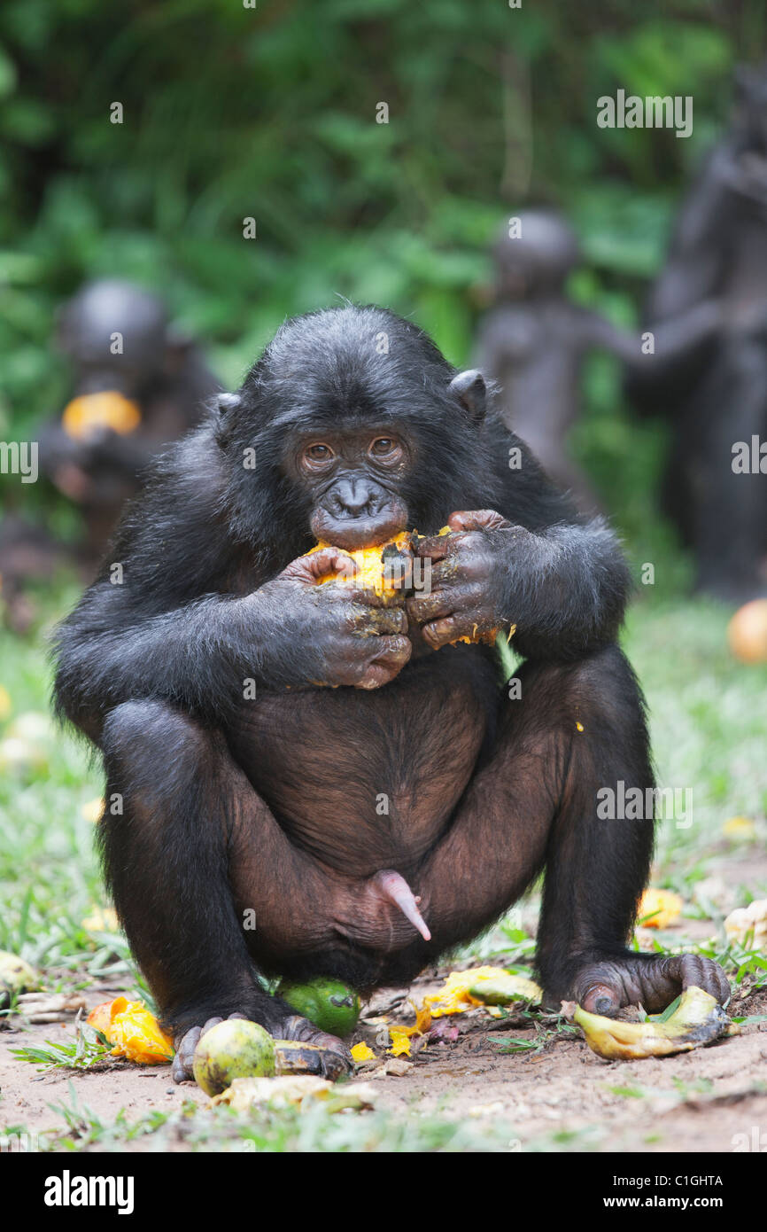 Bonobo Chimpanzee eating at the Sanctuary Lola Ya Bonobo, Democratic Republic of the Congo Stock Photo
