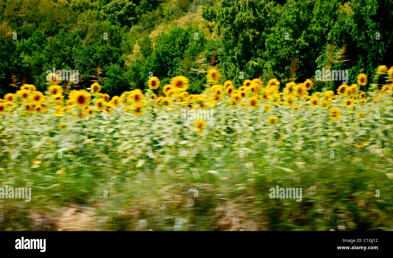 Field of sunflowers driving through Tuscany July 2008 Stock Photo