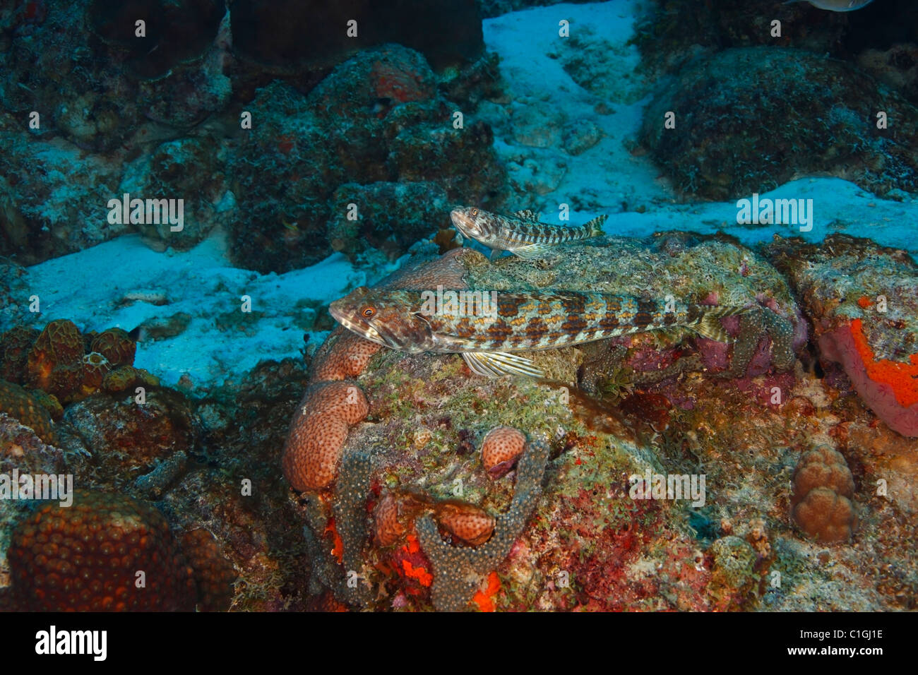 Sand Diver (Synodus intermedius), a pair resting on a coral reef in Bonaire, Netherlands Antilles. Stock Photo