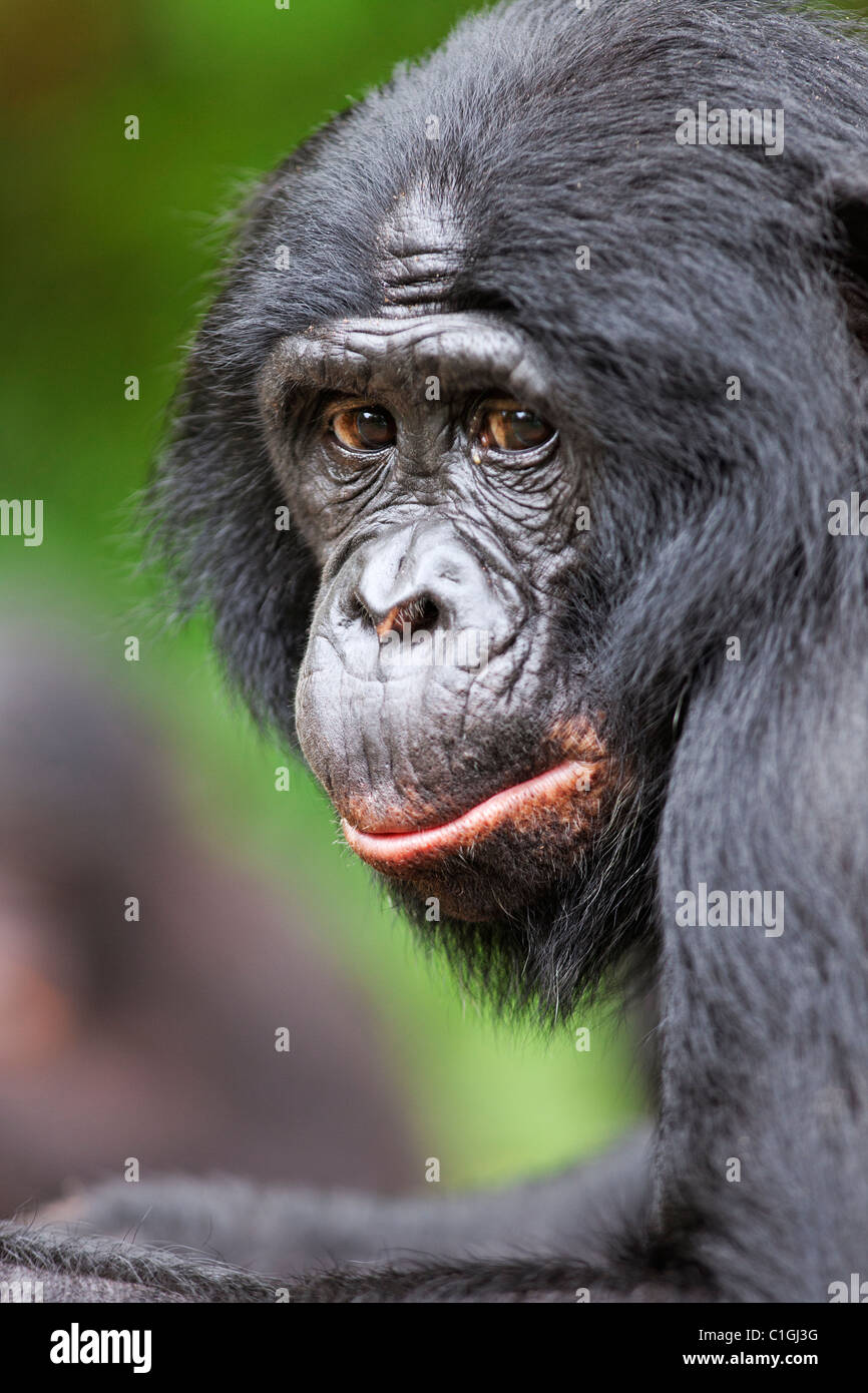 Portrait of Bonobo Chimpanzee at the Sanctuary Lola Ya Bonobo, Democratic Republic of the Congo Stock Photo