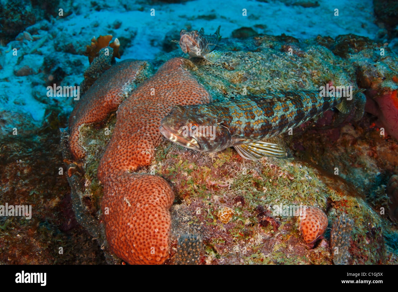 Sand Diver (Synodus intermedius), a pair resting on a coral reef in Bonaire, Netherlands Antilles. Stock Photo