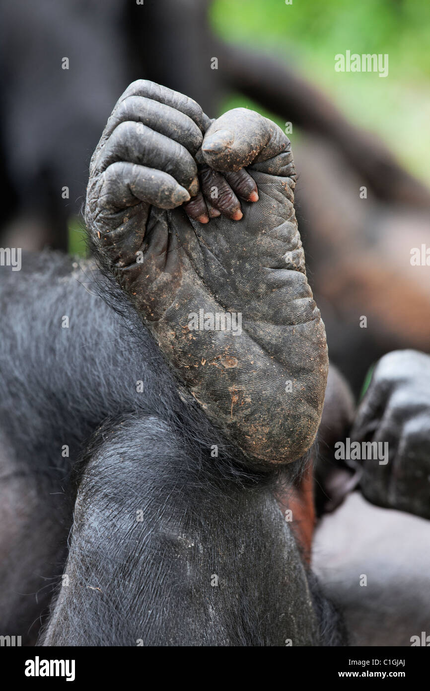 Foot of Bonobo Chimpanzee at the Sanctuary Lola Ya Bonobo, Democratic Republic of the Congo Stock Photo