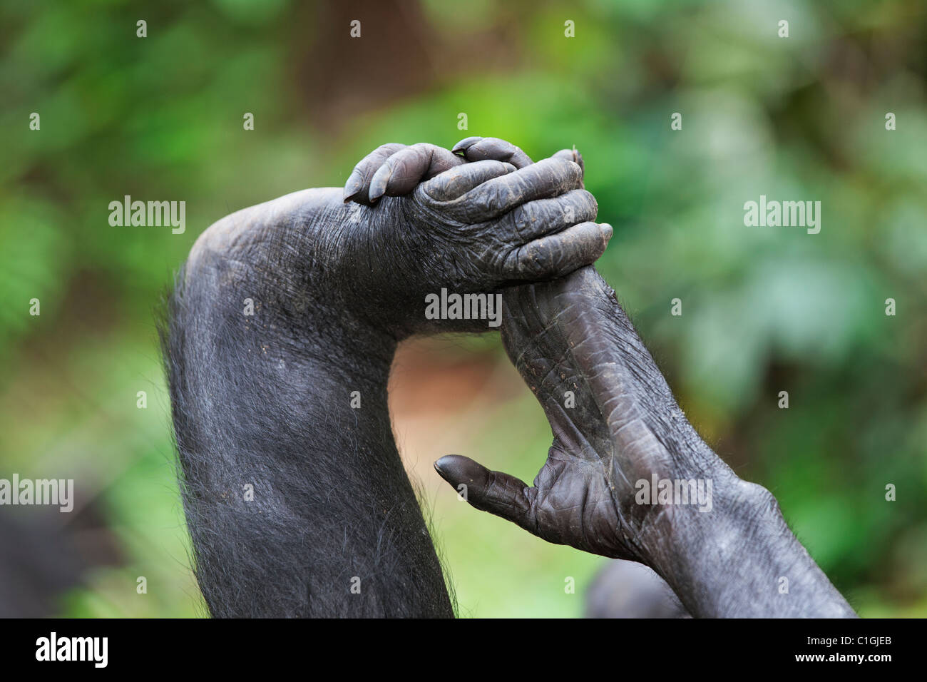 Hand and foot of Bonobo Chimpanzee at the Sanctuary Lola Ya Bonobo, Democratic Republic of the Congo Stock Photo