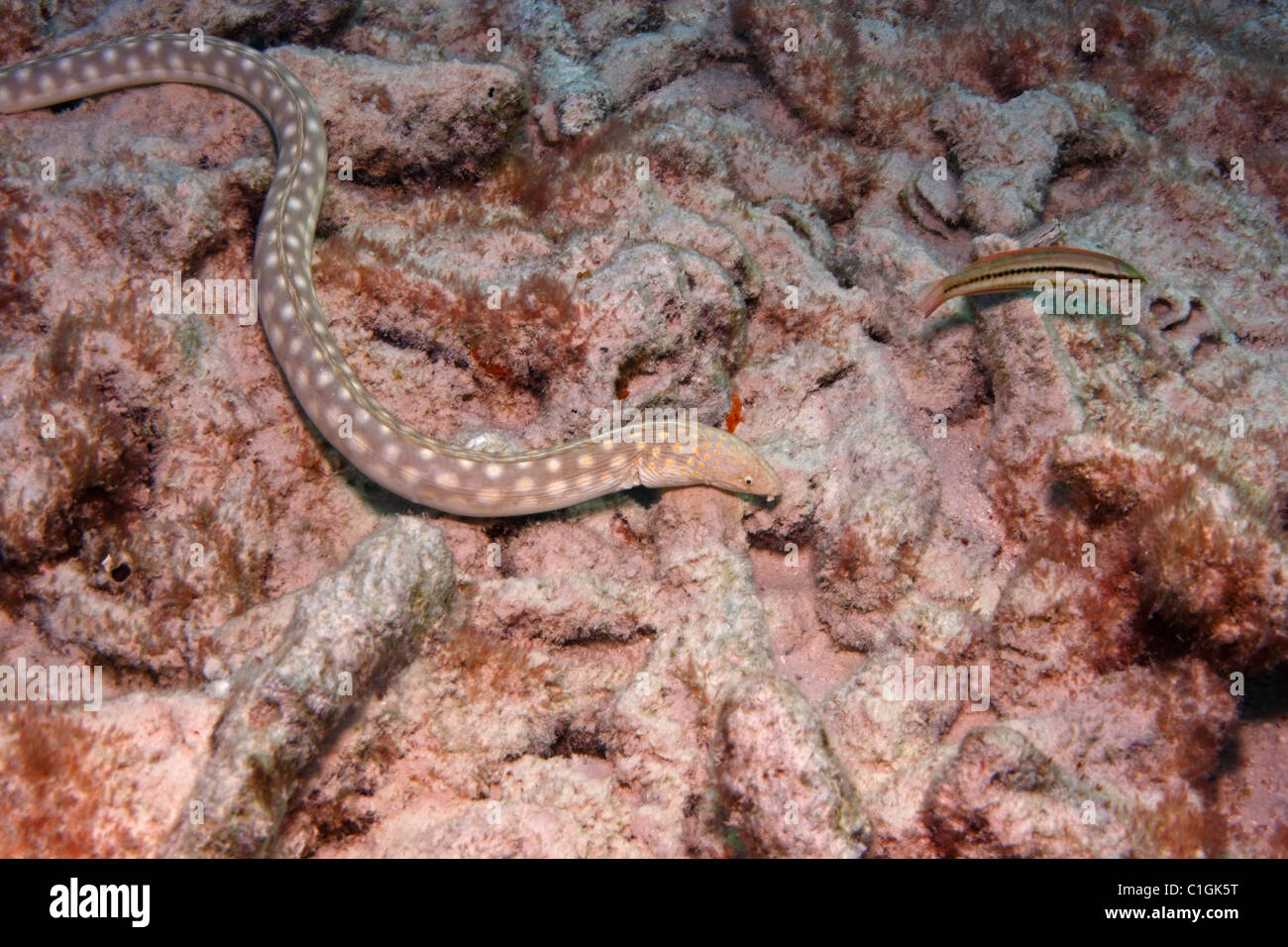 Sharptail Eel (Myrichthys breviceps) foraging in coral rubble field. Stock Photo