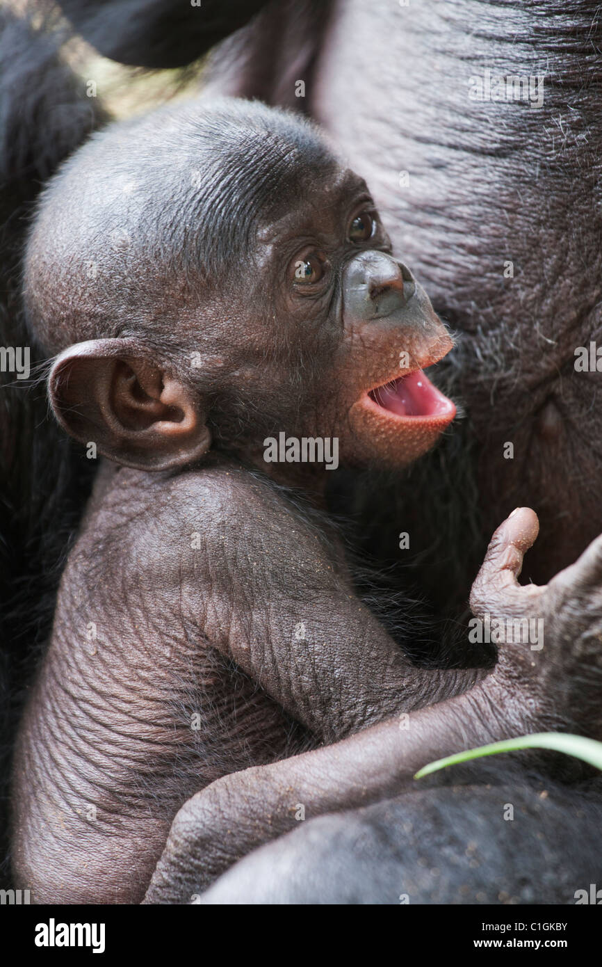 Mother and baby Bonobo Chimpanzee at the Sanctuary Lola Ya Bonobo, Democratic Republic of the Congo Stock Photo