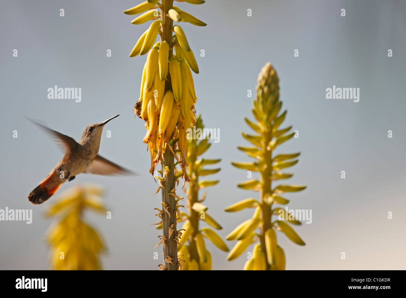 Ruby-topaz Hummingbird (Chrysolampis mosquitus) female feeding on a Common Aloe (Aloe barbadensis) Stock Photo