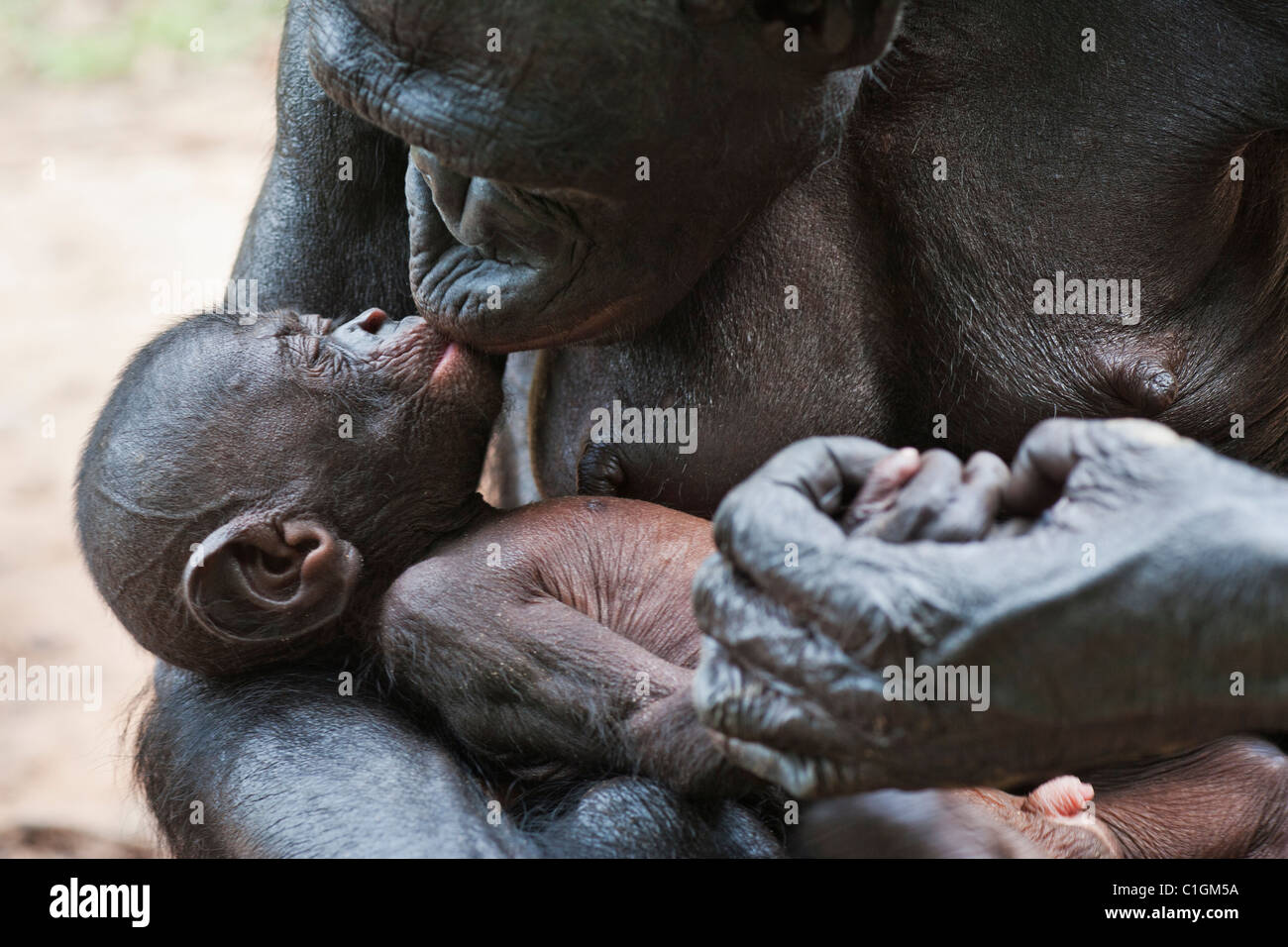 Mother and baby Bonobo Chimpanzee at the Sanctuary Lola Ya Bonobo, Democratic Republic of the Congo Stock Photo