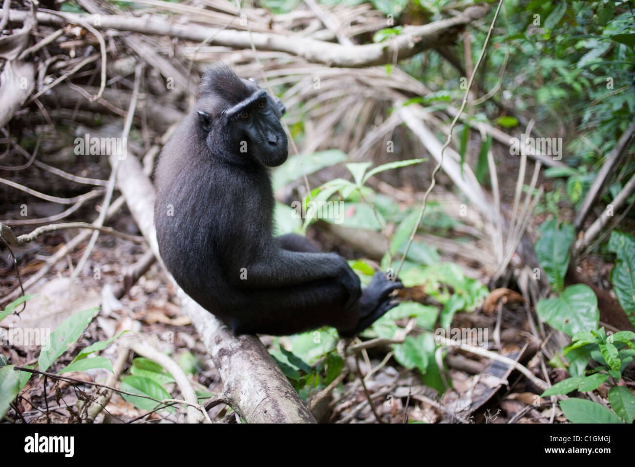 Crested Black Macaque (Macaca nigra) Stock Photo