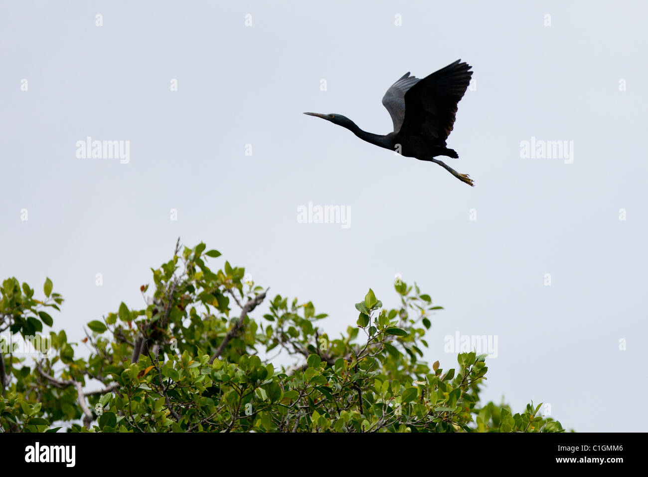 Pacific Reef-Heron (Egretta sacra sacra), in flight. Stock Photo