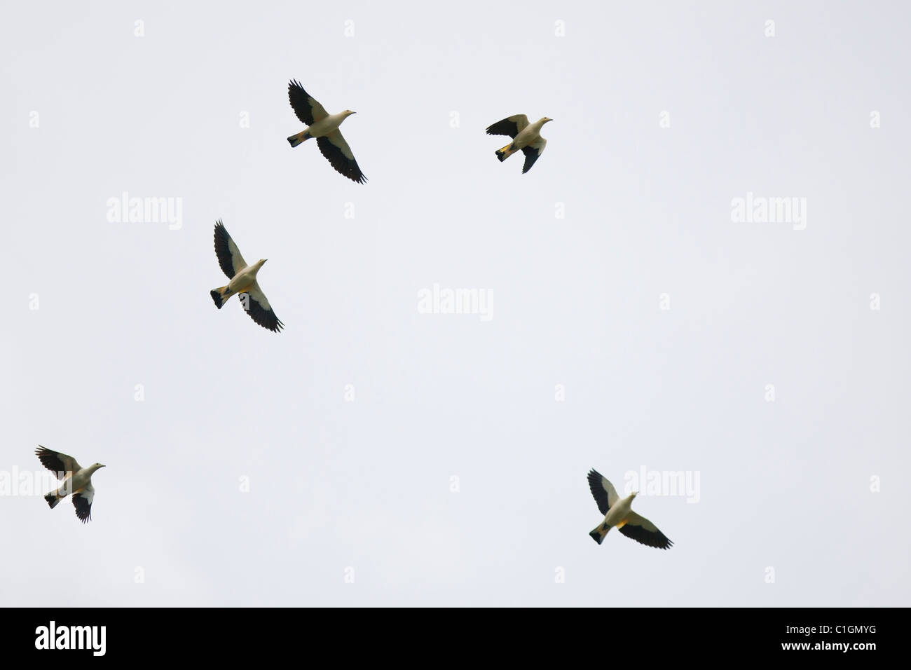 White Imperial-Pigeon (Ducula luctuosa), flock in flight. Stock Photo