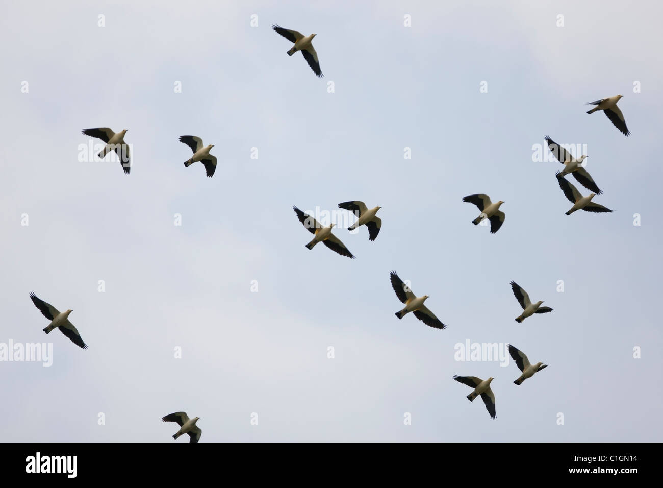 White Imperial-Pigeon (Ducula luctuosa), flock in flight. Stock Photo