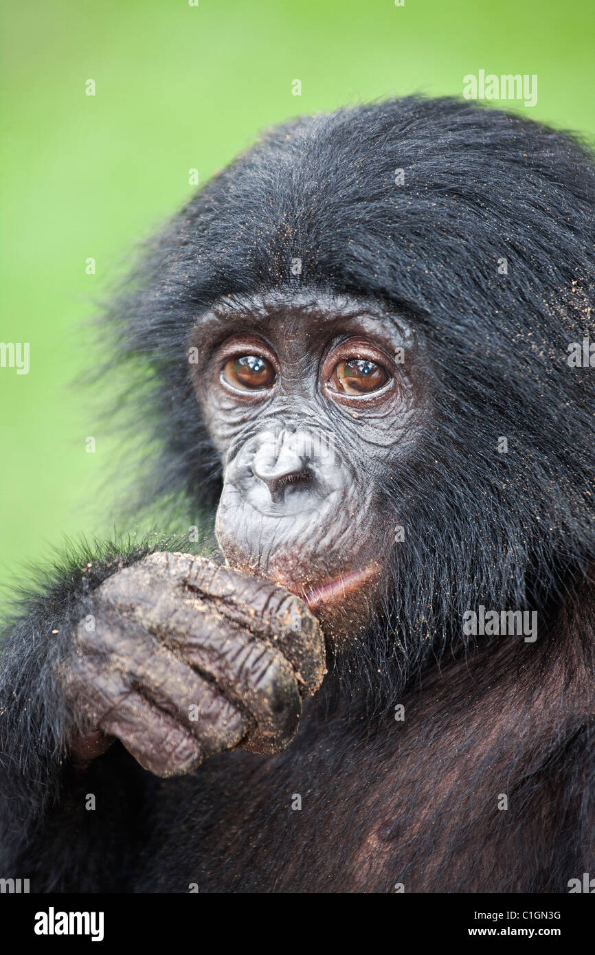 Baby Bonobo Chimpanzee eating at the Sanctuary Lola Ya Bonobo, Democratic Republic of the Congo Stock Photo