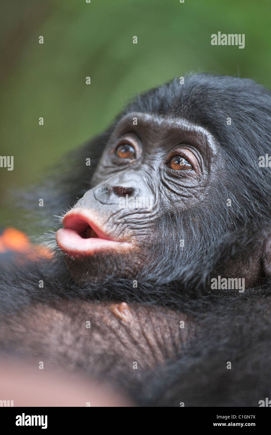 Baby pouting Bonobo Chimpanzee at the Sanctuary Lola Ya Bonobo, Democratic Republic of the Congo Stock Photo