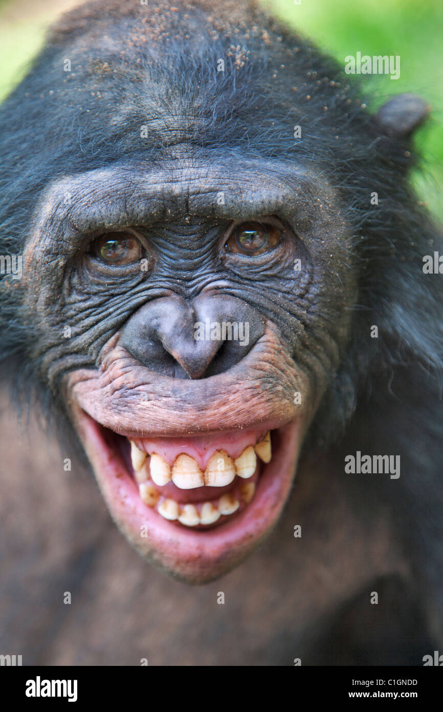 Adult Bonobo Chimpanzee at the Sanctuary Lola Ya Bonobo, Democratic Republic of the Congo Stock Photo