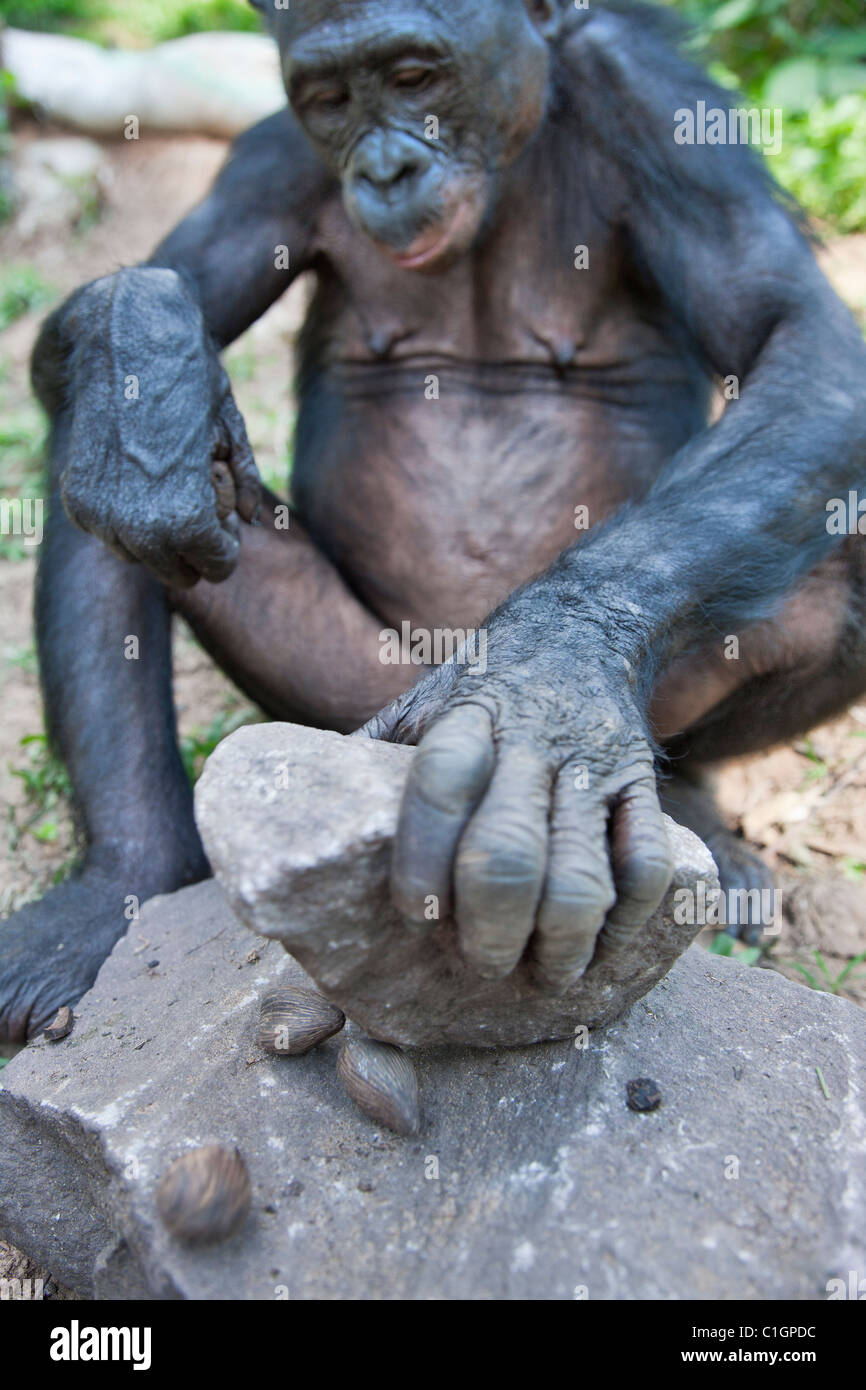 Bonobo Chimpanzee at the Sanctuary Lola Ya Bonobo, Democratic Republic of the Congo Stock Photo