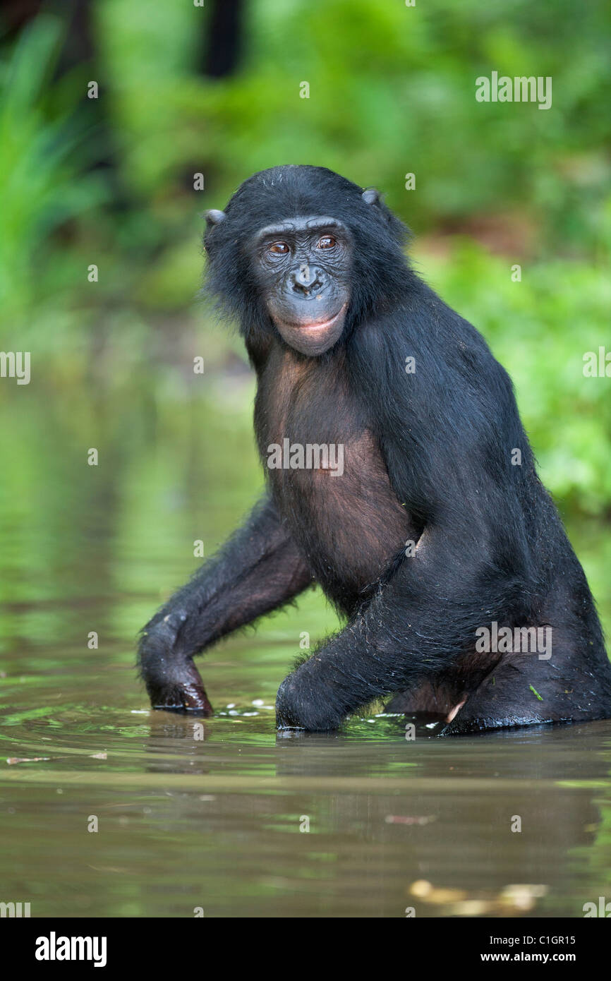 Bonobo Chimpanzee at the Sanctuary Lola Ya Bonobo, Democratic Republic of the Congo Stock Photo