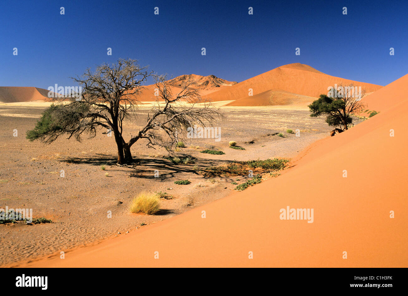 Namibia, the Namib desert, Naukluft national park, Sossusvlei sand ...