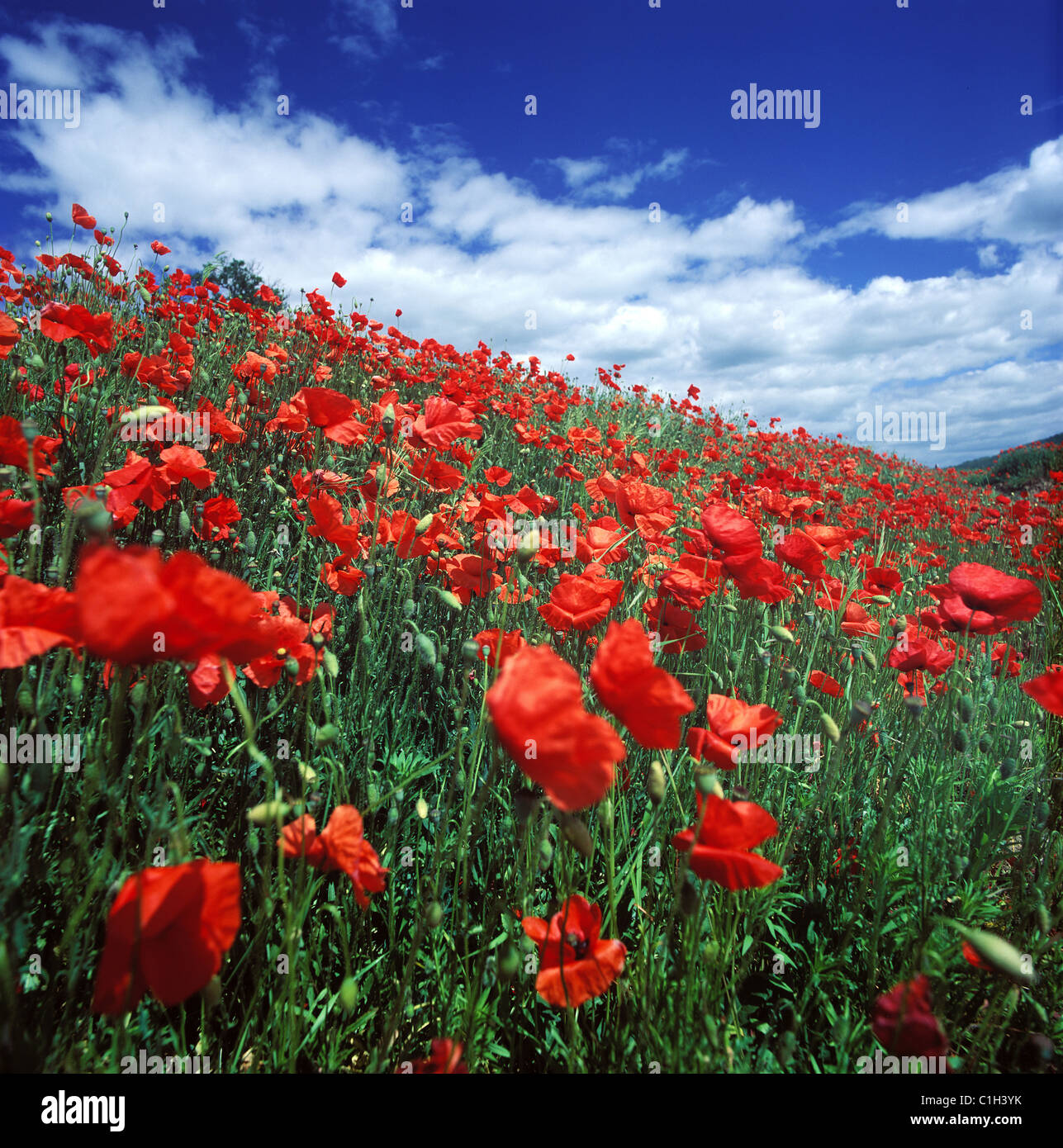 France, field of poppies Stock Photo - Alamy