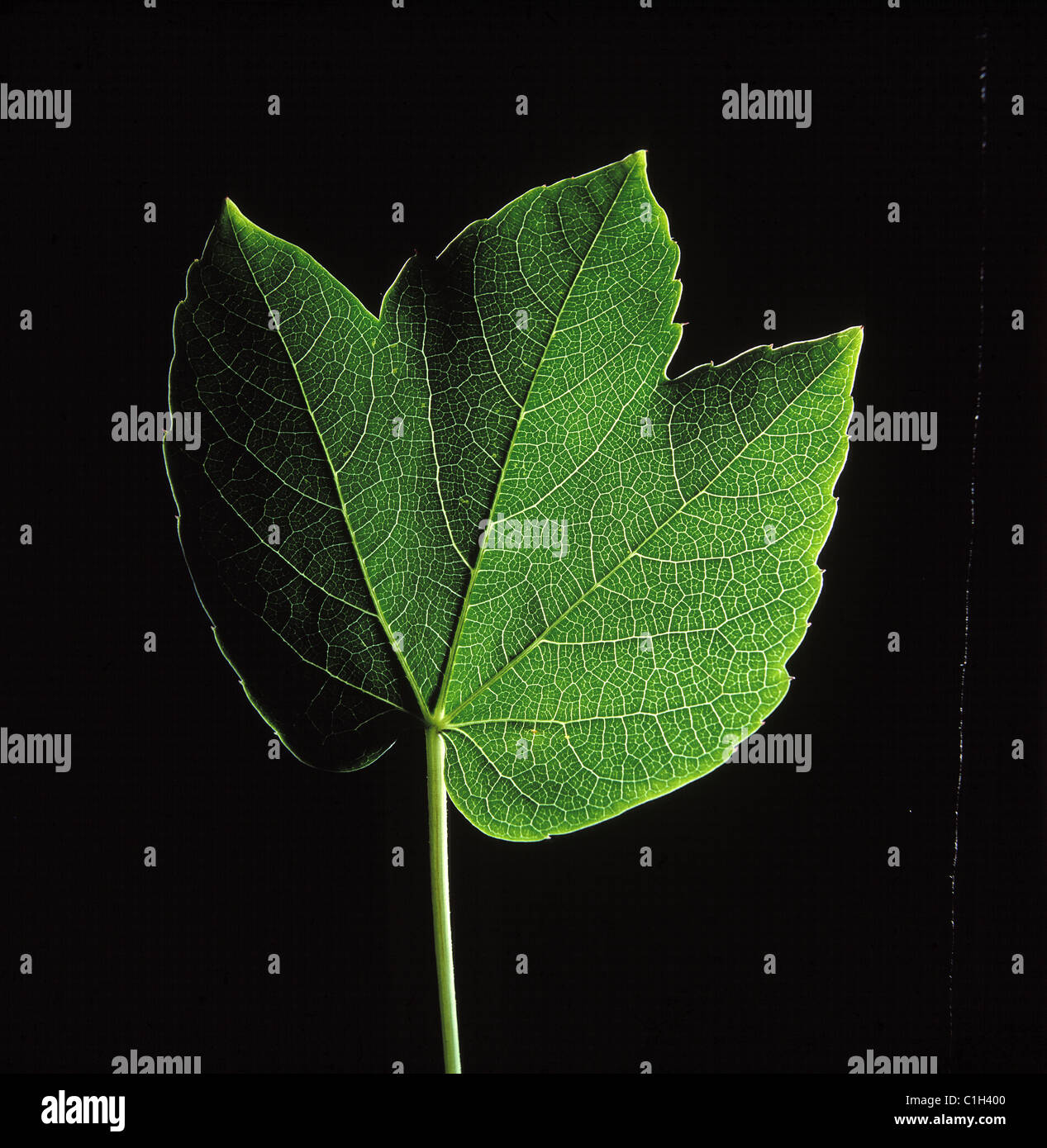 France, vein of an Empelopsis's leaf Stock Photo